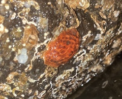 Psolus chitonoides