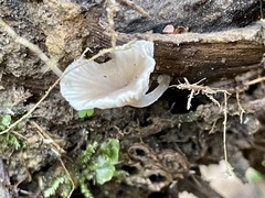 Gerronema microcarpum