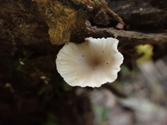 Gerronema microcarpum