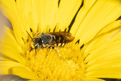 Dianthidium