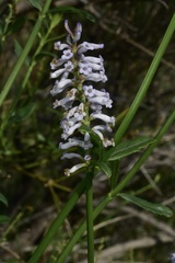 Diostea juncea