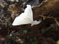 Gerronema microcarpum