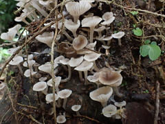 Gerronema microcarpum