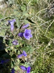Phacelia minor