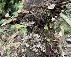 Gerronema microcarpum