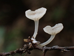 Gerronema microcarpum