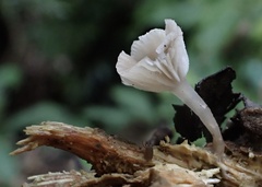 Gerronema microcarpum