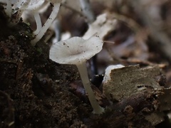 Gerronema microcarpum