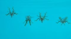 Sepioteuthis sepioidea