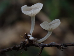 Gerronema microcarpum