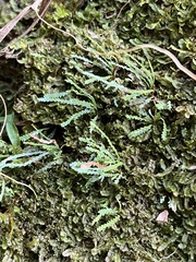 Cochlidium serrulatum