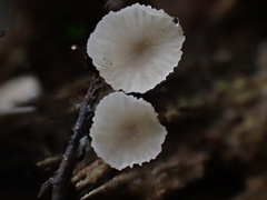 Gerronema microcarpum