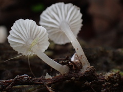 Gerronema microcarpum
