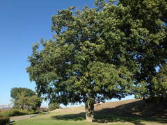 Celtis sinensis