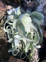 Tillandsia streptophylla