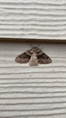 Phigalia denticulata