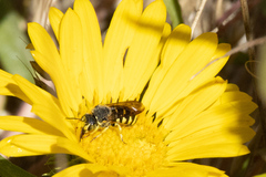 Dianthidium