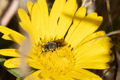 Dianthidium