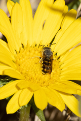 Dianthidium