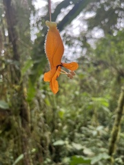 Columnea strigosa