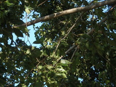 Celtis sinensis
