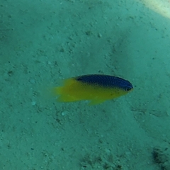 Stegastes leucostictus