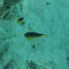 Stegastes leucostictus