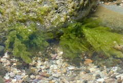 Ulva