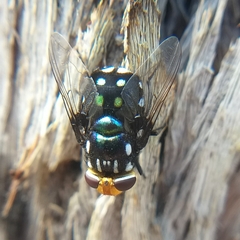 Rutilia