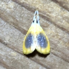 Glaphyria fulminalis