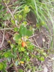 Nematanthus