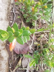 Nematanthus
