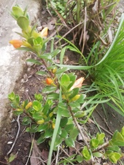 Nematanthus