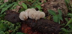 Filoboletus gracilis