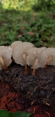 Filoboletus gracilis