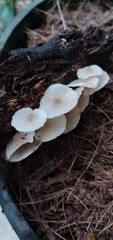 Filoboletus gracilis