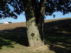 Celtis sinensis