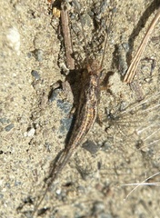 Nesomachilis