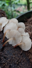Filoboletus gracilis