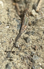 Nesomachilis