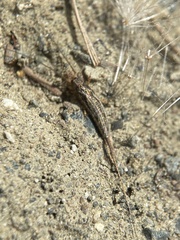 Nesomachilis