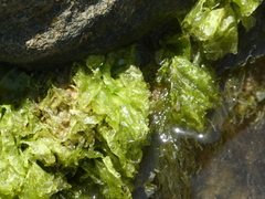 Ulva
