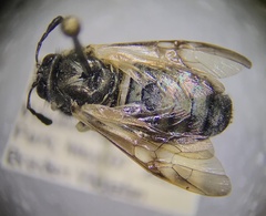 Cimbicidae