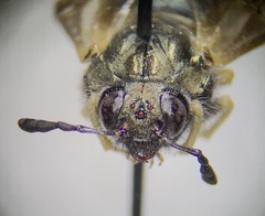 Cimbicidae