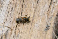 Leioproctus fulvescens