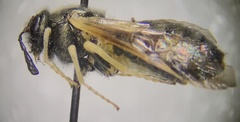 Cimbicidae