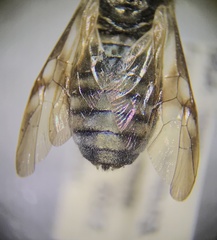 Cimbicidae