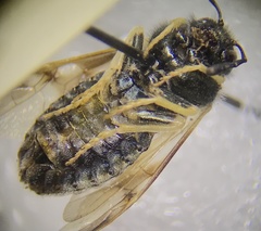 Cimbicidae