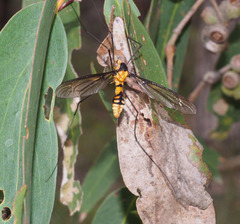 Leptotarsus clavatus