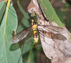 Leptotarsus clavatus
